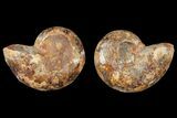 Cut & Polished Agatized Ammonite Fossil- Jurassic #131617-1